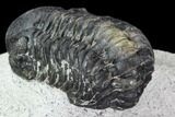 Bargain, Austerops Trilobite - Nice Eye Facets #105997-4